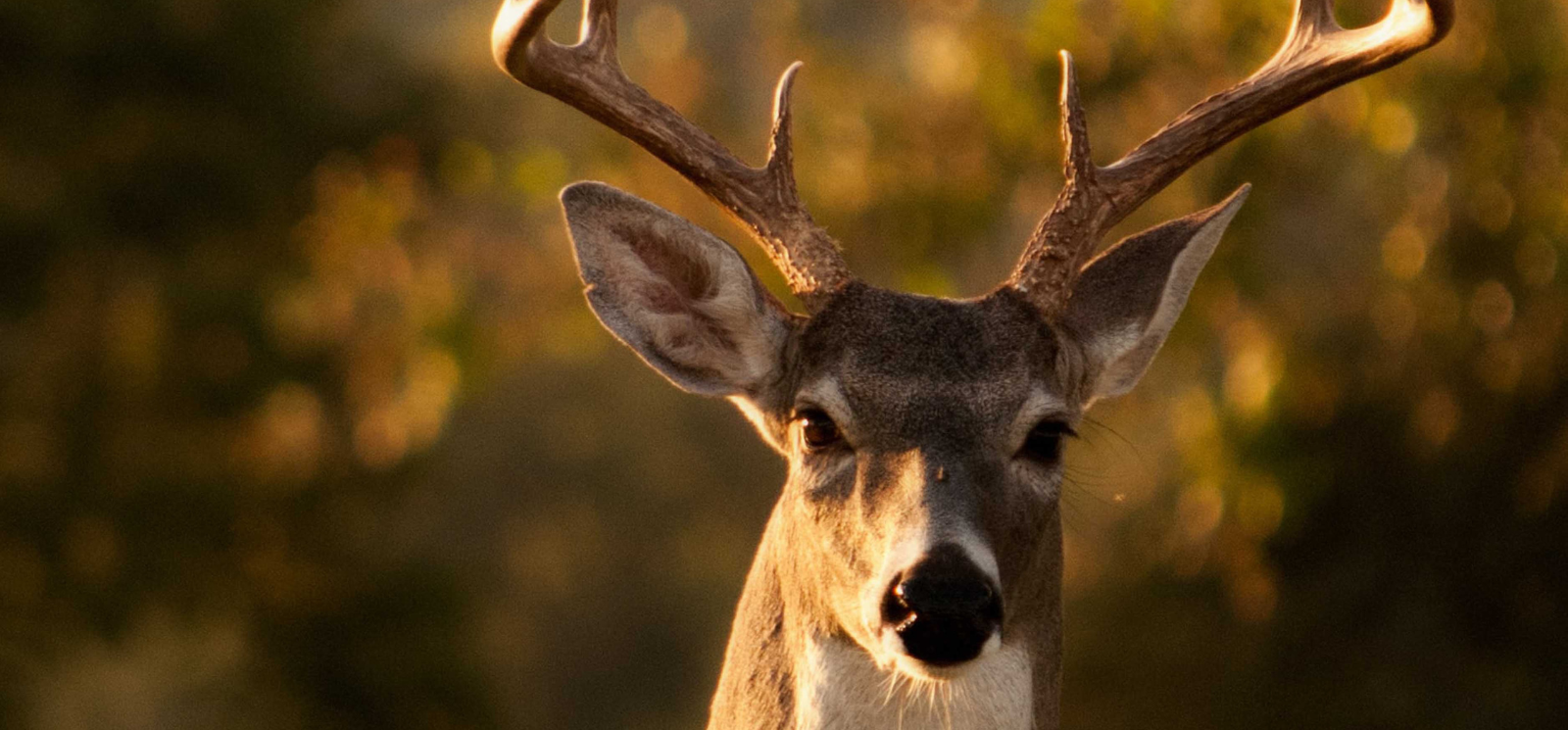 buck in the woods