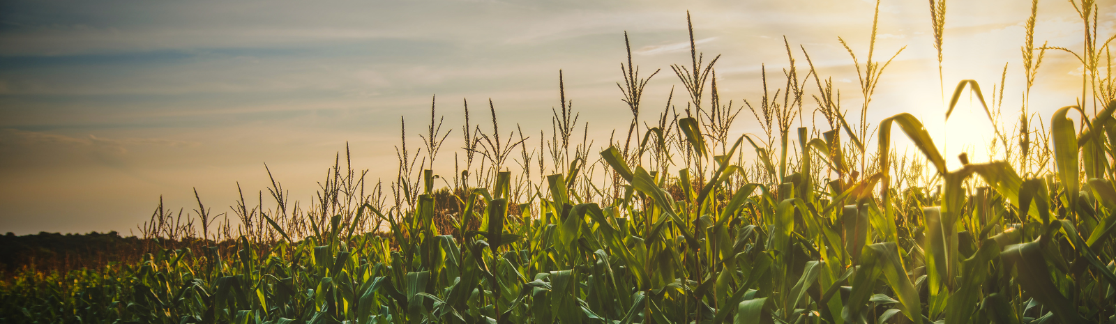 agriculture loan - corn field