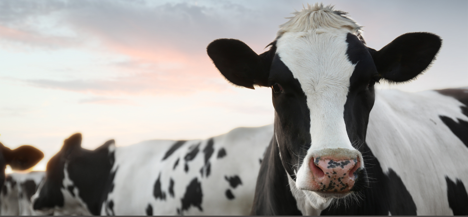 Holstein cows with a beautiful sunrise or sunset in the background